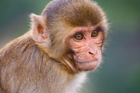 属猴是哪年出生的人 属猴的几月出生最好命,生肖属相,猴