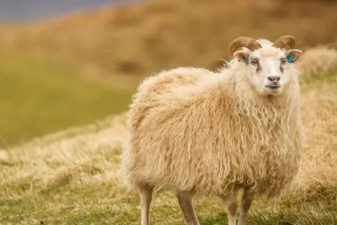 羊命几月最苦命 羊命几月最好,生肖属相,羊